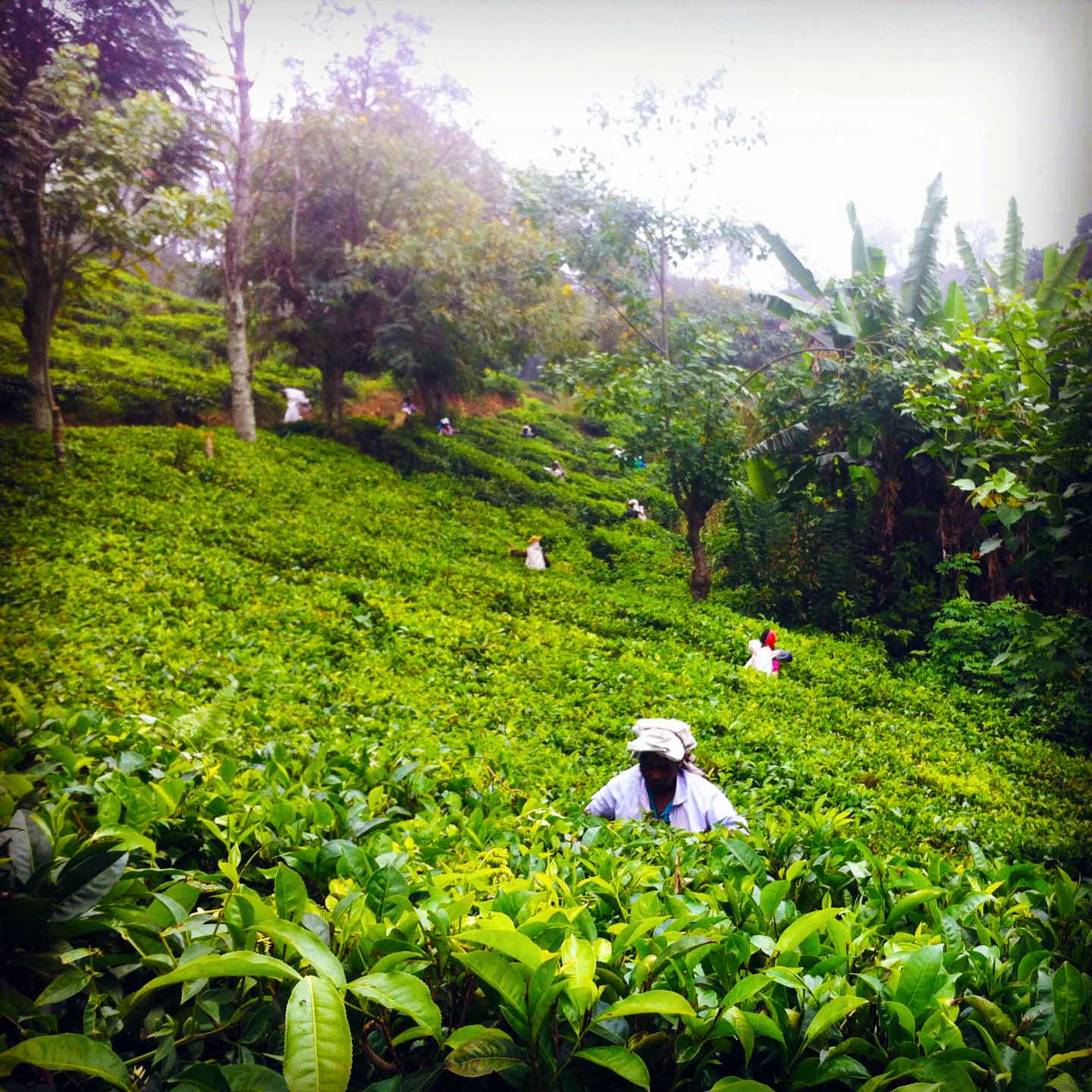 Sri Lanka sui sentieri del tè con Elena raccolta tè