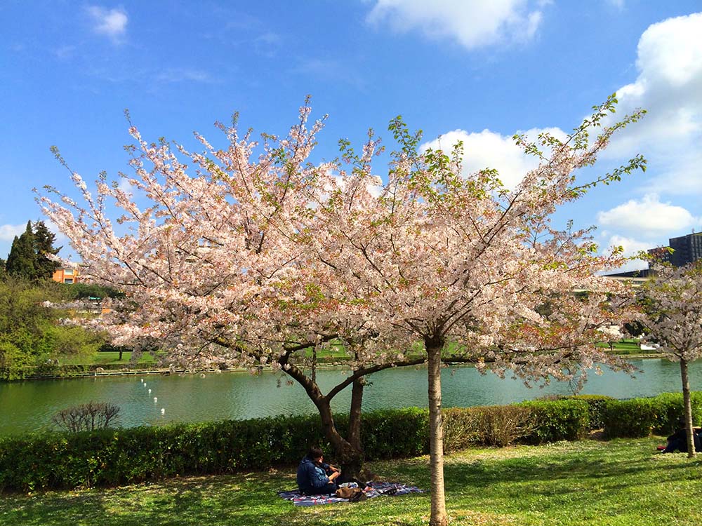 Sakura ciliegi in fiore a Roma Eur