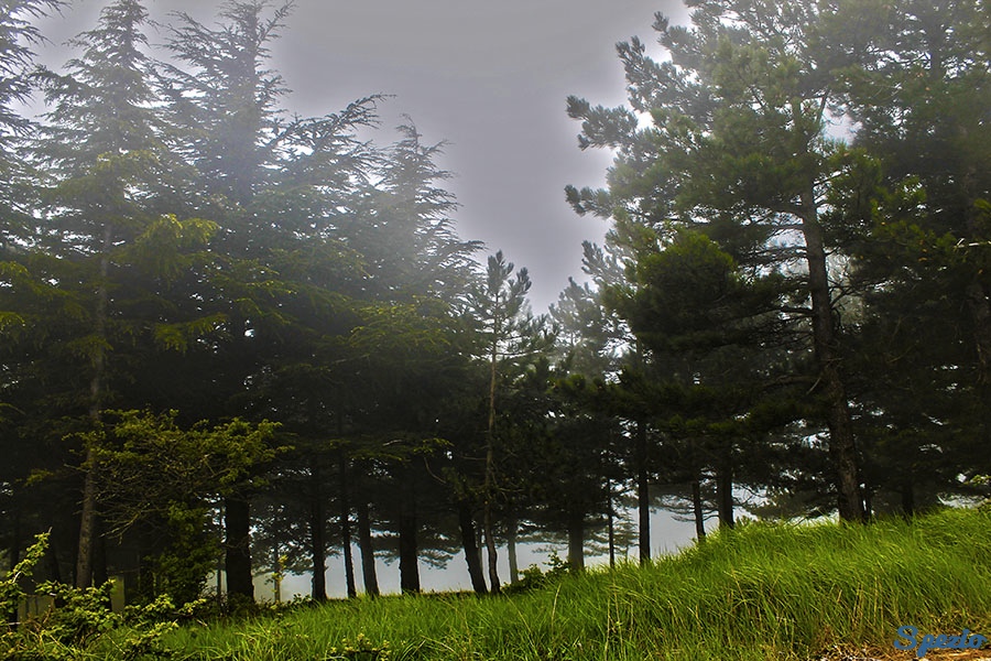 Monti Dauni: la nebbia avvolge gli alberi