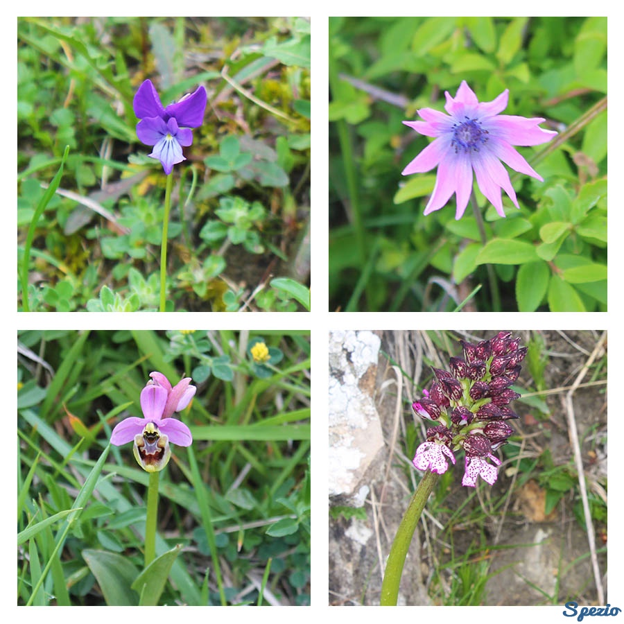 Monti Dauni: i fiori e le piante