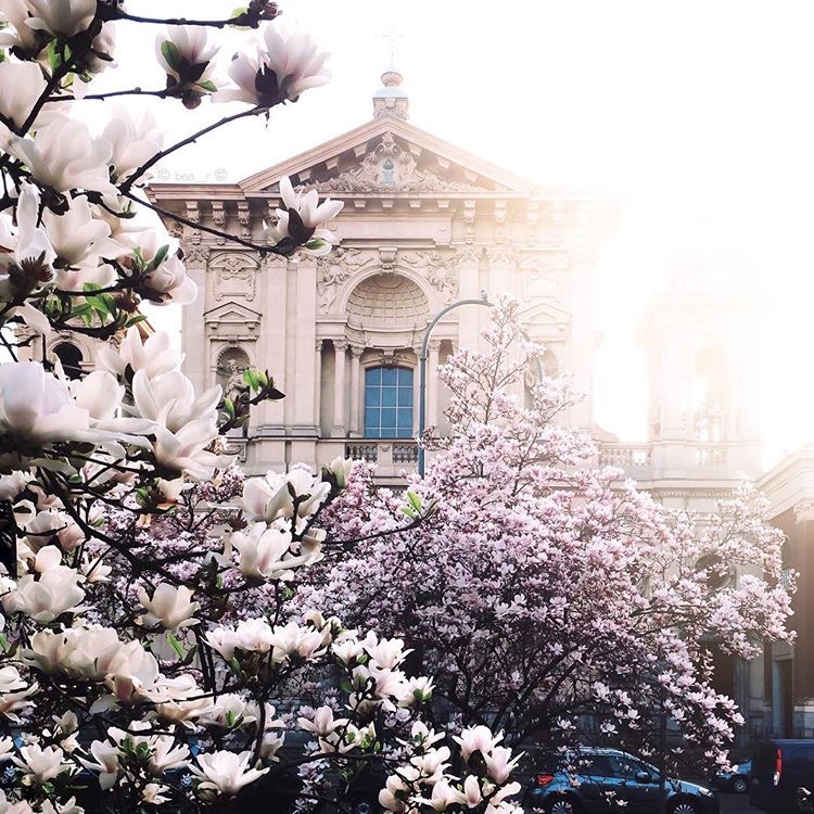 #Spring4igers